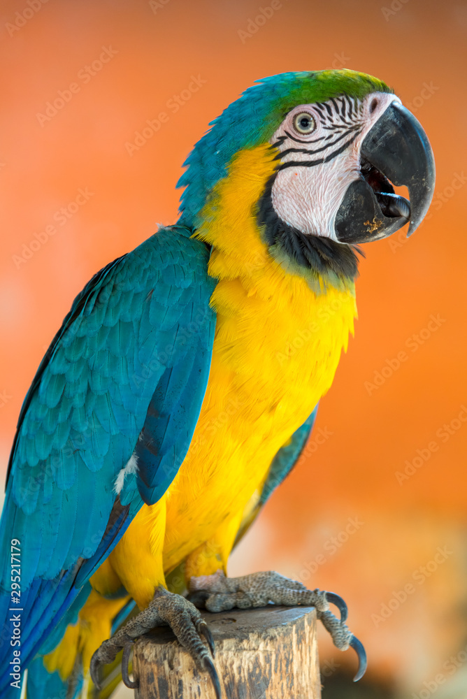 Blue, green and yellow plumage macaw parrot perched on a stick. Colombia.