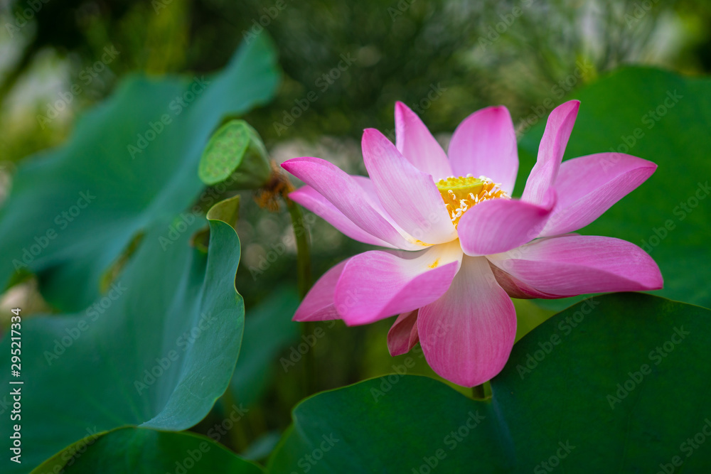 Beautiful pink waterlily or lotus flower blooming in pond.