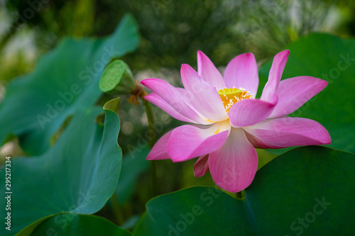 Beautiful pink waterlily or lotus flower blooming in pond.