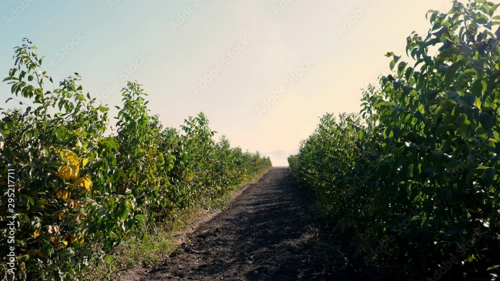 growing of walnut trees seedlings on farm field, Walnut trees plantation, nut orchard. young hazelnut trees on the field