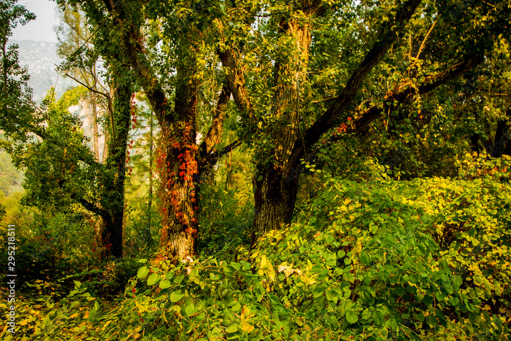 Obraz premium Fall colors