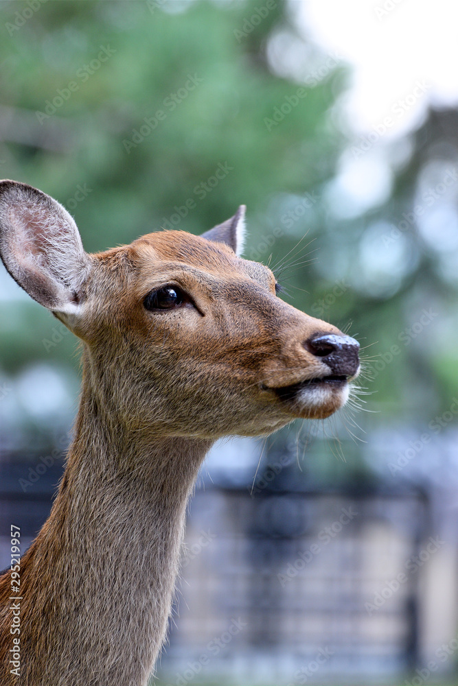 portrait of a deer portrait of a deer