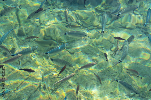Fishes in the clear water, sun reflection, Aegean sea, Bodrum, Turkey