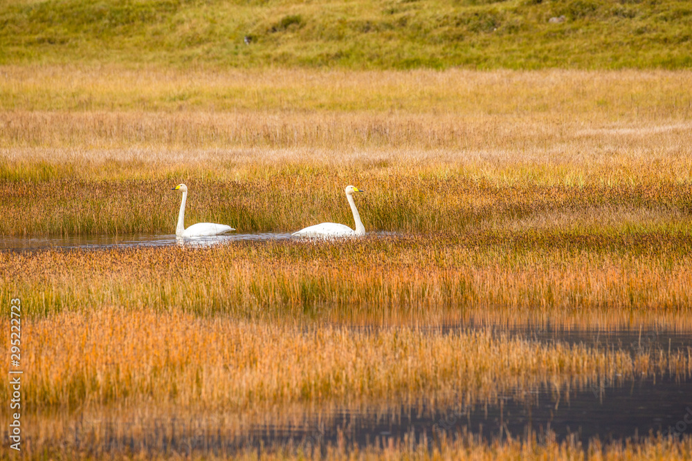 Fototapeta premium Swans in a creek in Iceland