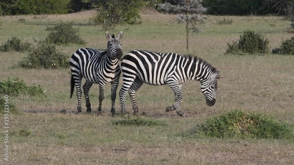 A mating pair of plains zebras nuzzle in the Maasai Mara during the great migration in Kenya. A mating pair of plains zebras nuzzle in the Maasai Mara during the great migration in Kenya.