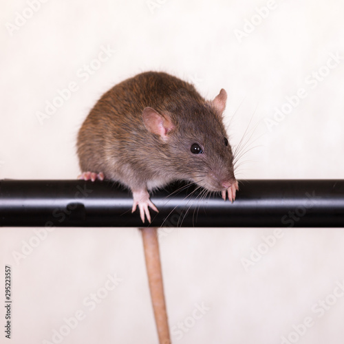 brown domestic rat