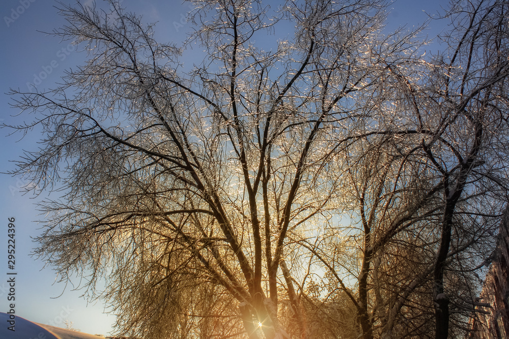 Fototapeta premium winter landscape of a tree covered with ice on the background of sunrise. frosty wood in snow in the sunny morning. Tranquil winter nature in sunlight
