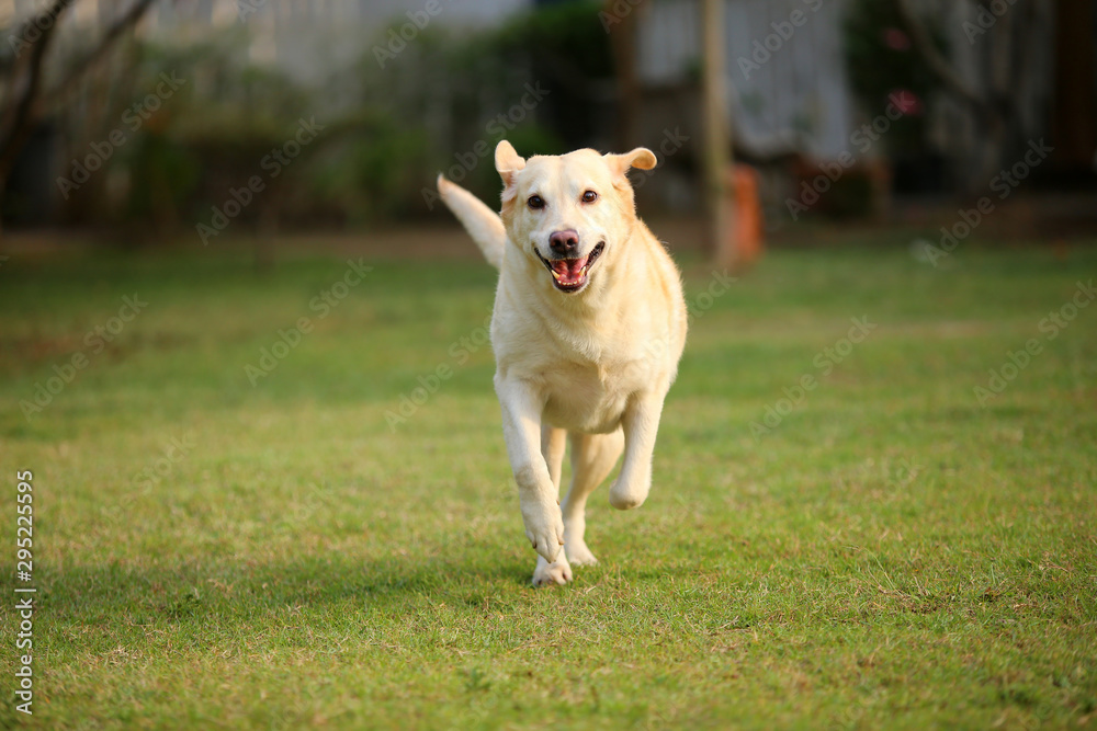 Labrador retriever running in the park. Happy dog jumping in grass field. Dog smiling.