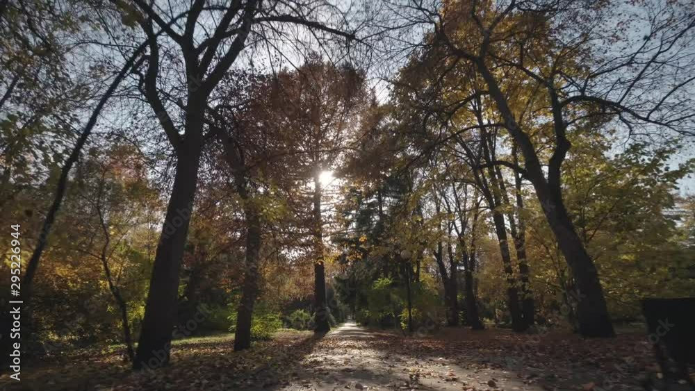 The beauty of multicolor autumn trees. Steadicam movement along the paths of the city park. The beauty of multicolor autumn trees. Steadicam movement along the paths of the city park.