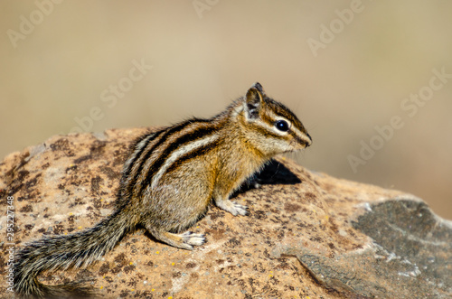 Chipmunk In The Wild