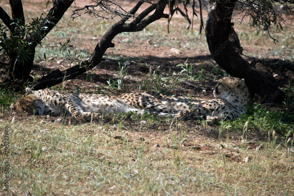 the cheetahs are resting in the shade