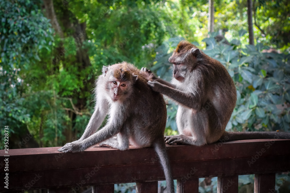 Monkeys in the Monkey Forest, Ubud, Bali, Indonesia