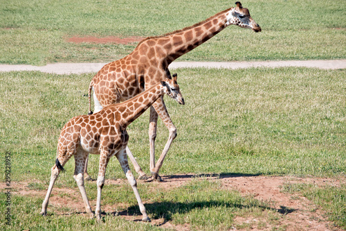 Canvas Print the two giraffes are walking on the grass
