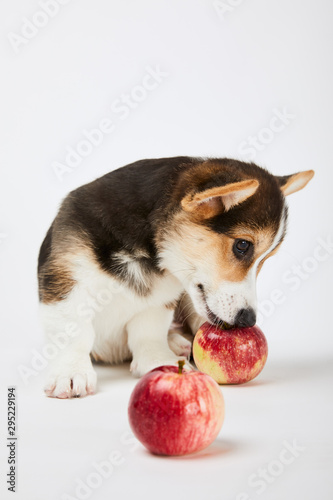 cute welsh corgi puppy with ripe apples on white background