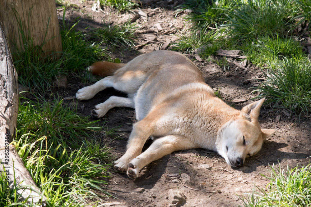 the dingo is resting under a tree the dingo is resting under a tree