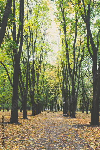 Trees in autumn park
