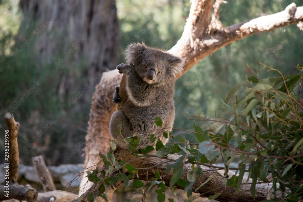 the koala is in a tree