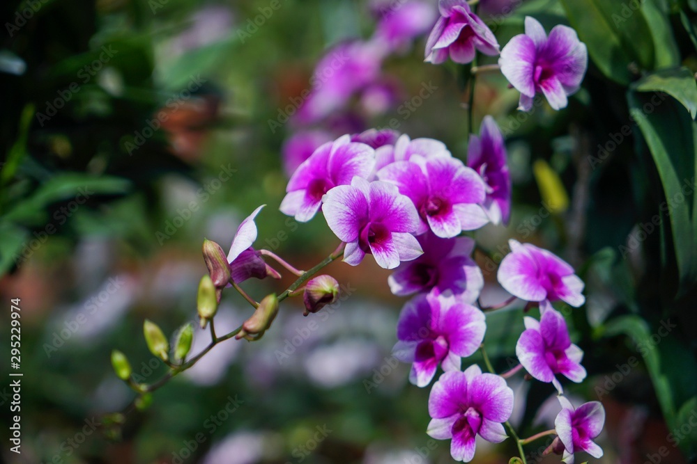 pink flowers in garden pink flowers in garden