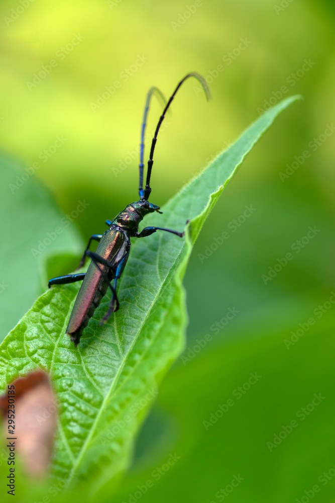 Aromia moschata longhorn beetle posing on green leaves, big musk beetle with long antennae and beautiful greenish metallic body Aromia moschata longhorn beetle posing on green leaves, big musk beetle with long antennae and beautiful greenish metallic body