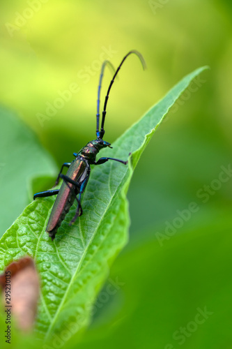 Aromia moschata longhorn beetle posing on green leaves, big musk beetle with long antennae and beautiful greenish metallic body © Iva