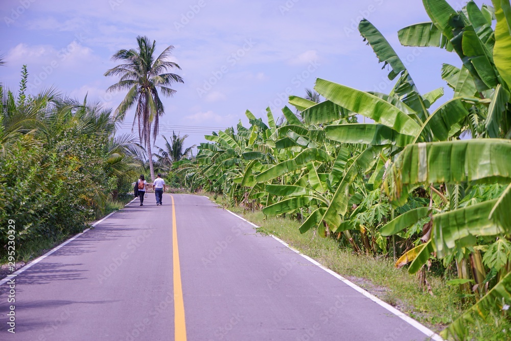road and palm trees