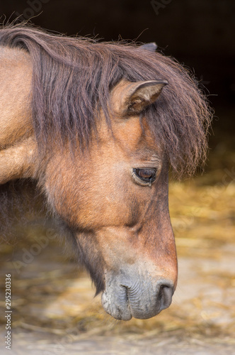 Light brown shetland pony portrait, beautiful small horse