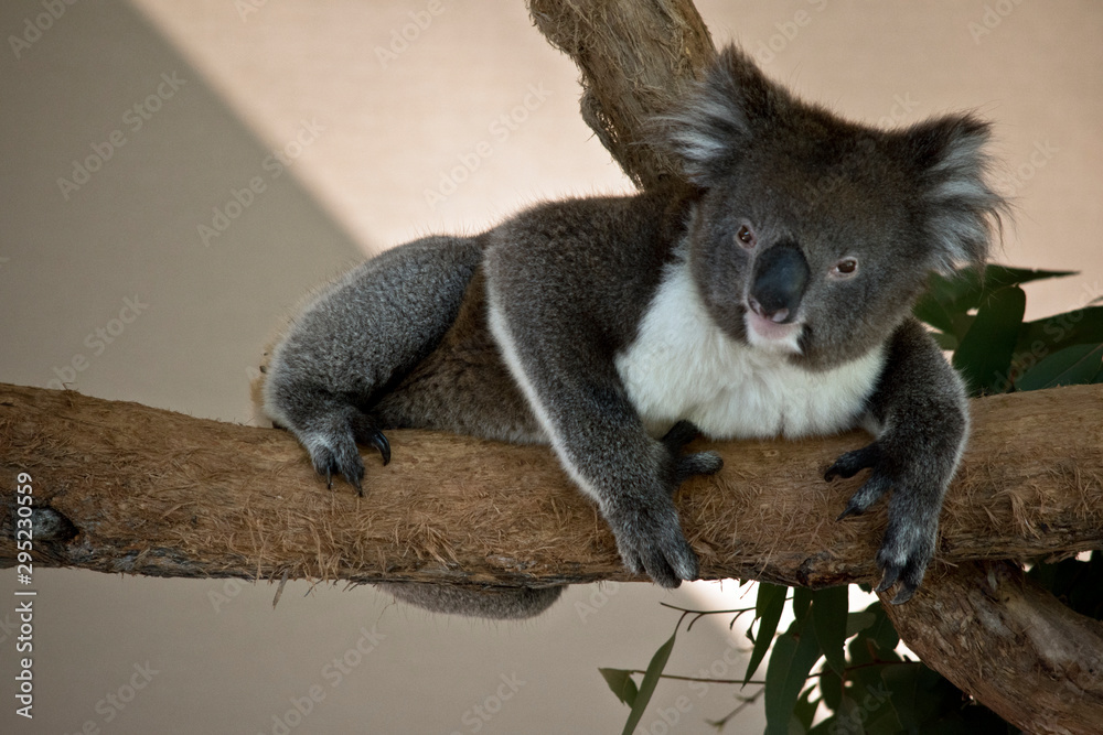 Naklejka premium the koala is laying on a branch