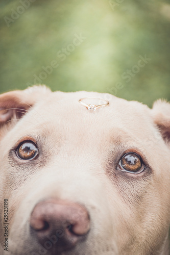 Perro con anillo de compromiso mascota de novios o parejas