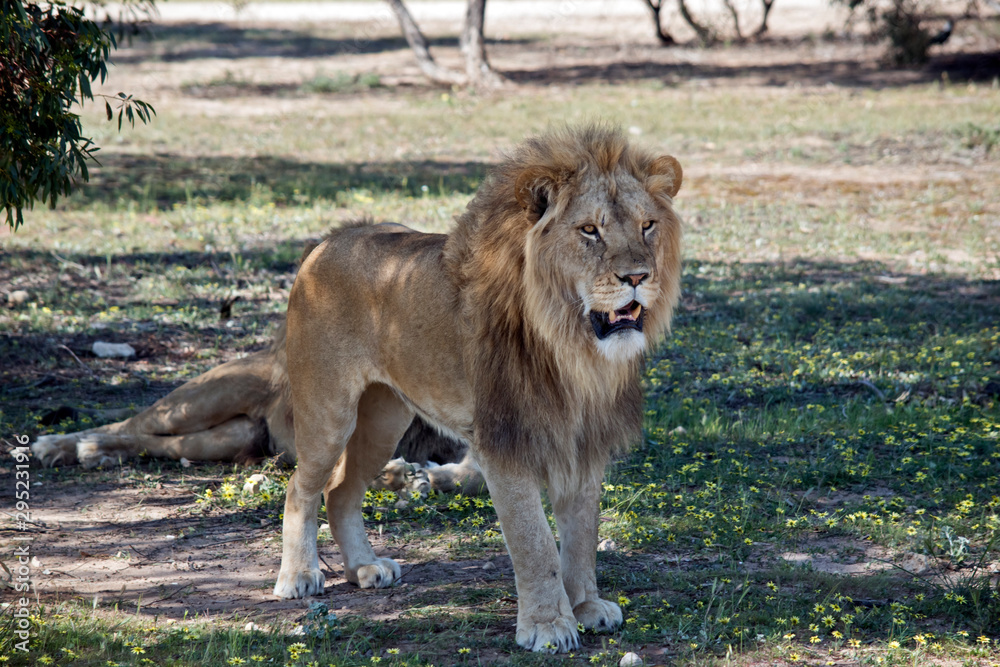 the lion is standing guard while the other lion rests the lion is standing guard while the other lion rests