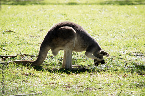 this is a side view of a red kangaroo washing its face