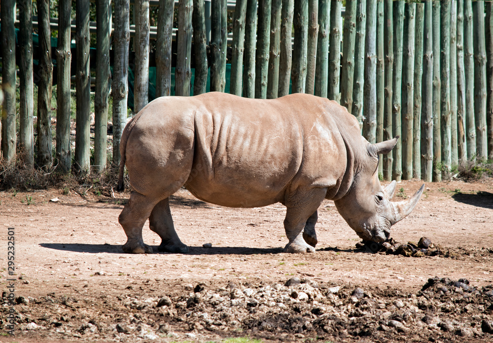 Naklejka premium this is a side view of a rhinoceros