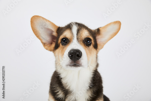 cute welsh corgi puppy looking at camera isolated on white