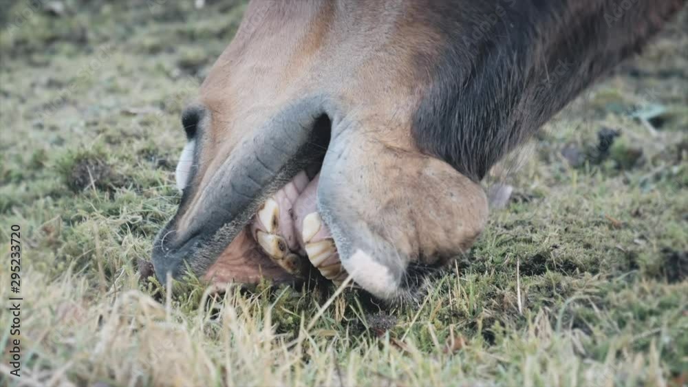 Horse eating grass and moss - slow motion close up view. Horse eating grass and moss - slow motion close up view.