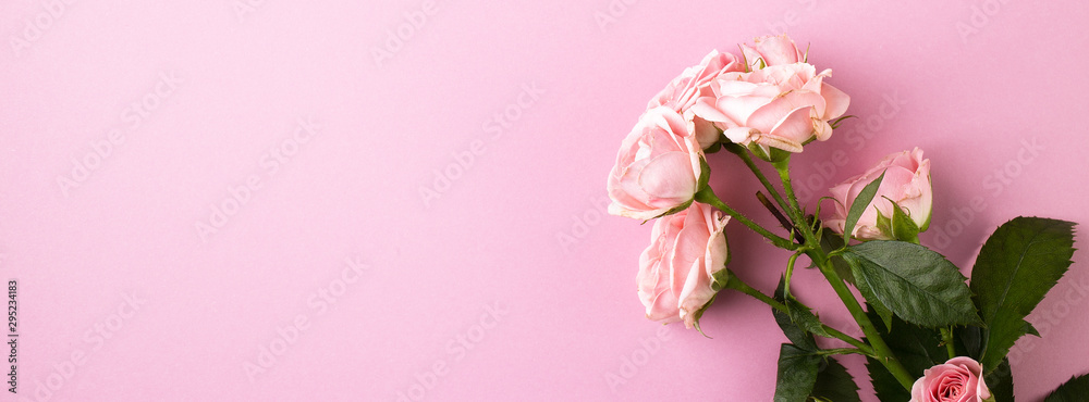 Light pink rose on the light pink background. Light pink rose on the light pink background.