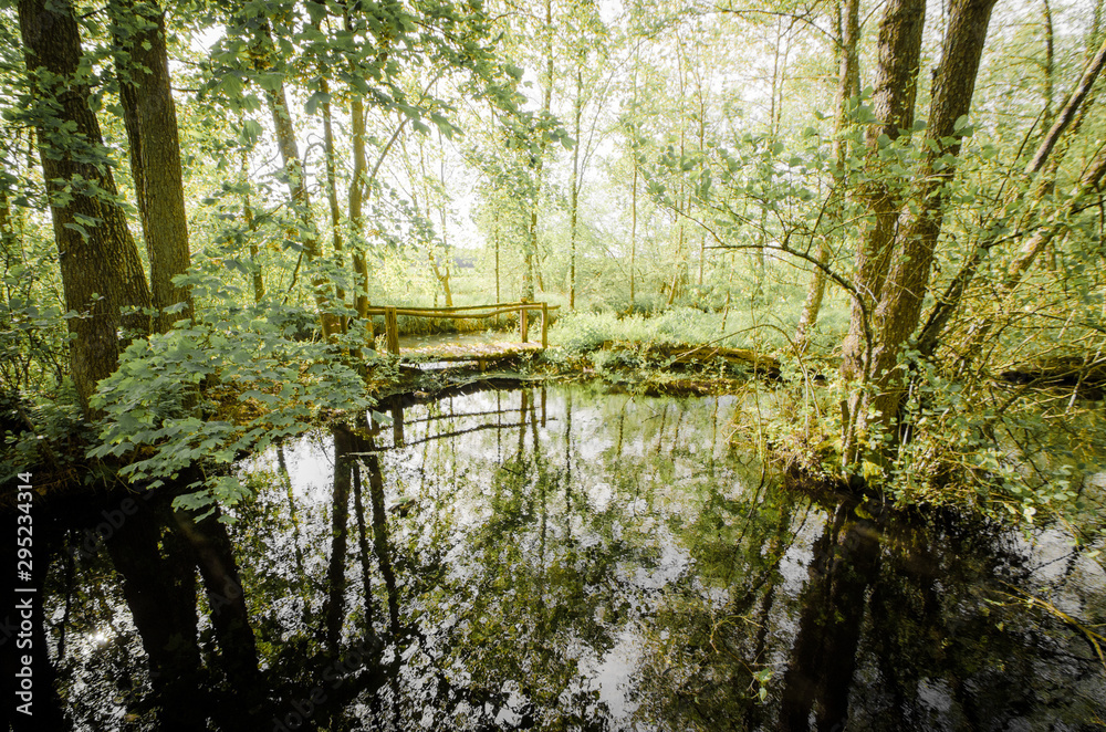 Fototapeta premium pont de bois dans la forêt au dessus d'une rivière. Pont de bois dans une mangrove.