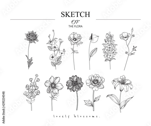 Collection set of flower and leaves drawing illustration. Black and white with line art on white backgrounds. Hand Drawn Botanical. Nature Vector.