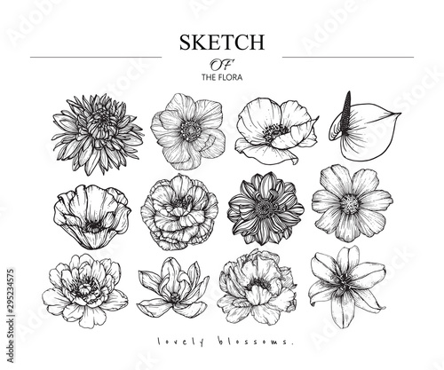 Collection set of flower and leaves drawing illustration. Black and white with line art on white backgrounds. Hand Drawn Botanical. Nature Vector.