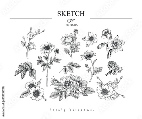 Collection set of flower and leaves drawing illustration. Black and white with line art on white backgrounds. Hand Drawn Botanical. Nature Vector.