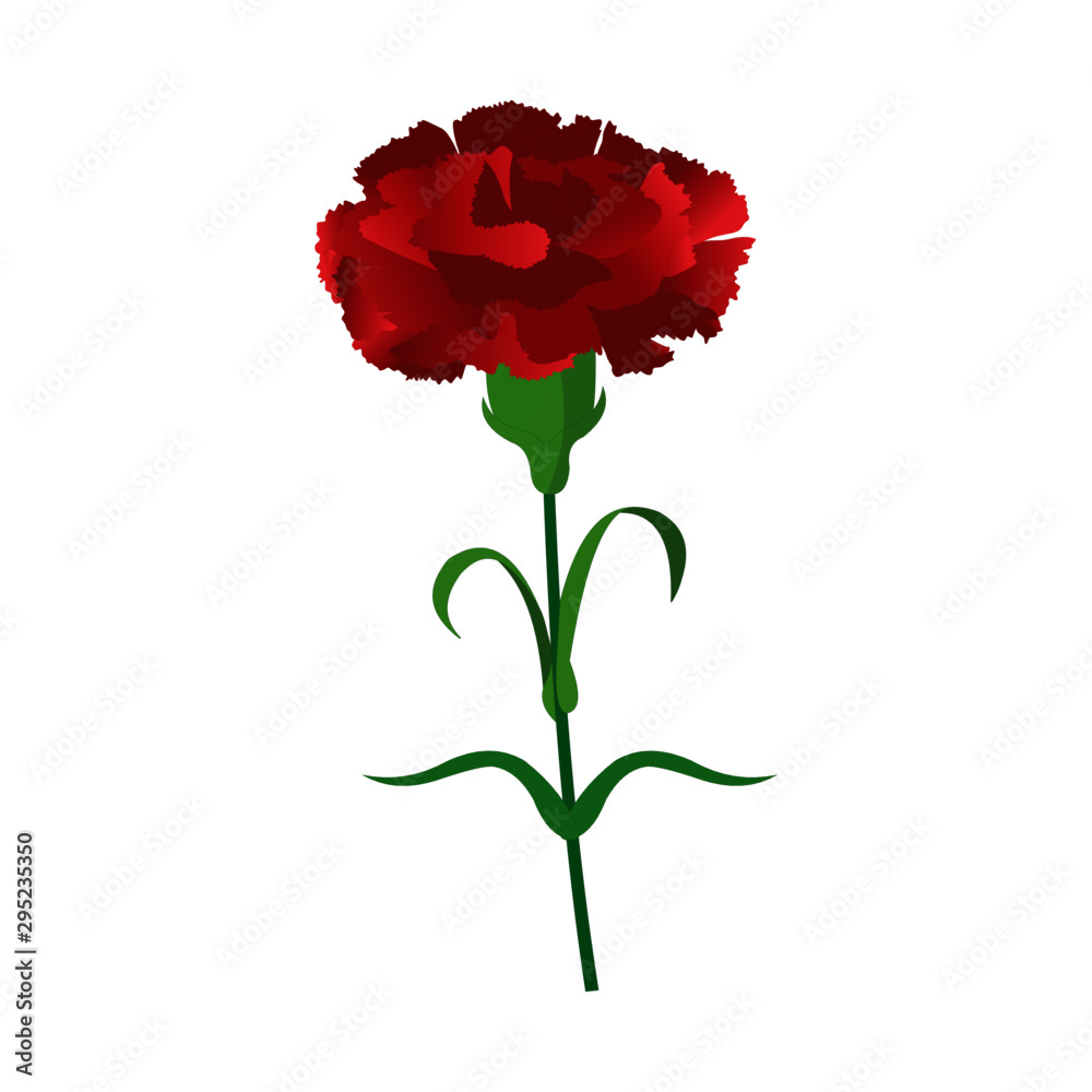 Red Carnation Flower - Vector Image Red Carnation Flower - Vector Image