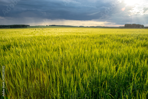 green wheat field © Андрей Хаймин