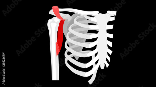 Coracobrachialis muscle. The deep muscles of the arm. Vector image on a black background.
