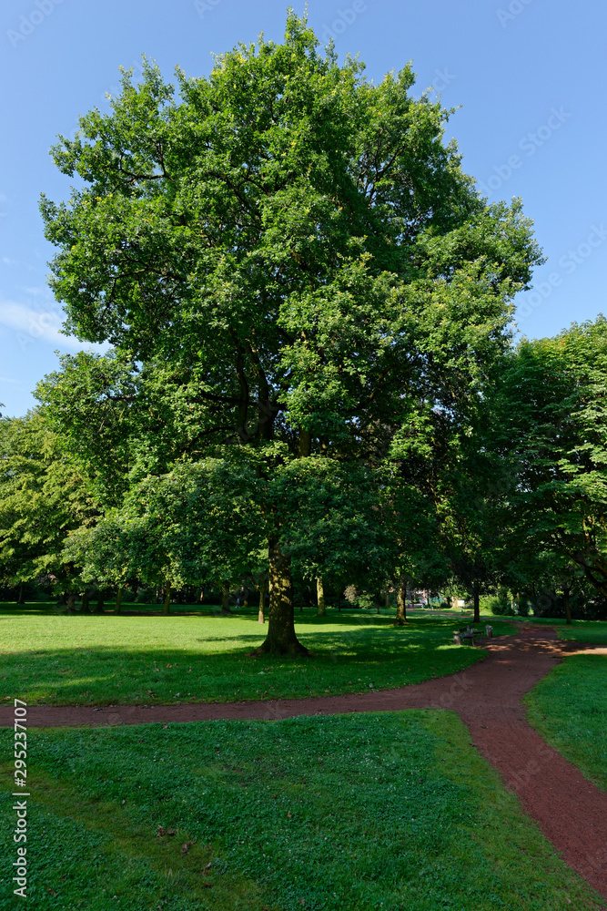 Fototapeta premium Stieleiche im Park