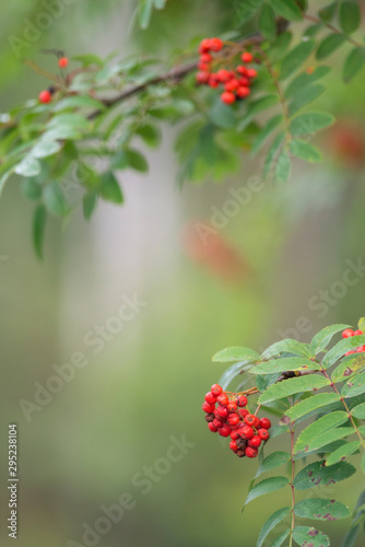 Rowan tree, close-up of bright rowan berries on a tree