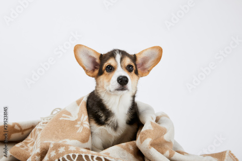 cute welsh corgi puppy in blanket isolated on white