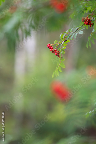 Rowan tree, close-up of bright rowan berries on a tree