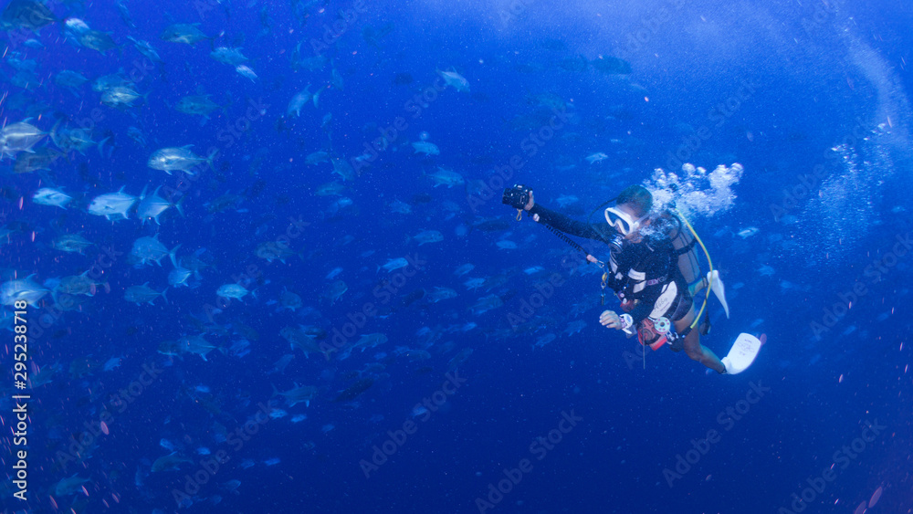 custom made wallpaper toronto digitalパラオ_ペリリュー_スキューバダイビング