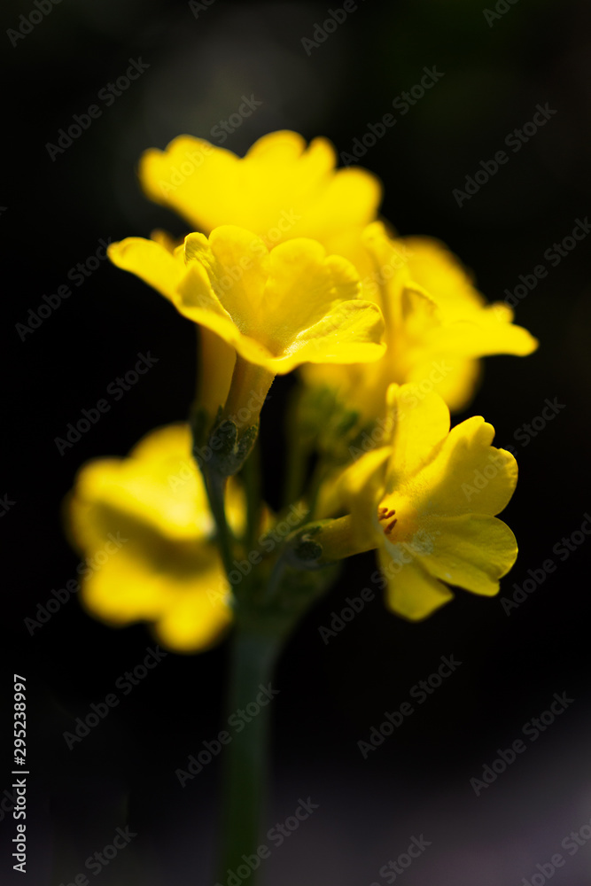 Primula auricula, known as mountain cowslip or bear's ear flower on a dark background. Primula auricula, known as mountain cowslip or bear's ear flower on a dark background.