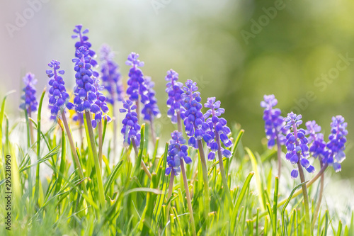 Muscari - grape hyacinth flower, group of flowers in meadow with blurred background in sunny day.