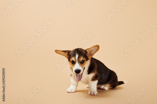 cute welsh corgi puppy showing tongue on beige background © LIGHTFIELD STUDIOS
