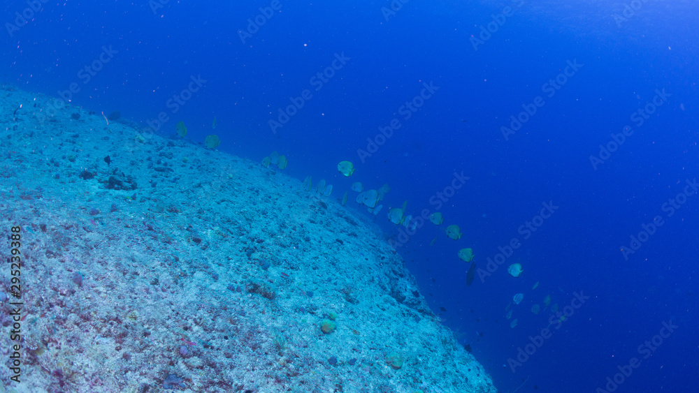 Fototapeta premium パラオ_ペリリュー_スキューバダイビング